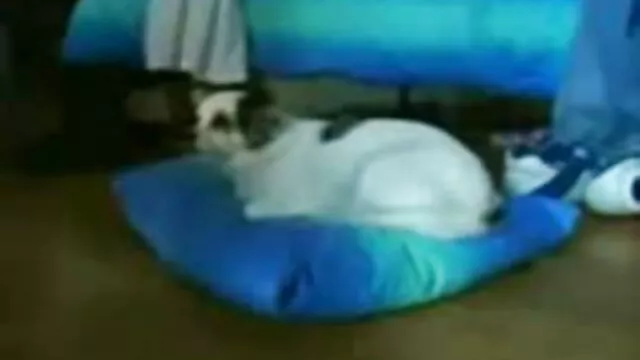 Quiero que veas como se ve jovencitas calientes videos gratis cuando tengo una orga real